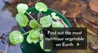 Nutritious-Vegetable-
